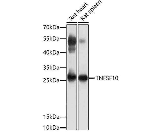 TNFSF10/TRAIL Rabbit Polyclona