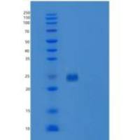 小鼠IgG1-Fc重组蛋白102 Cys/Ser
