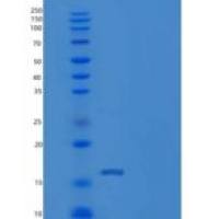 人bFGF / FGF2重组蛋白