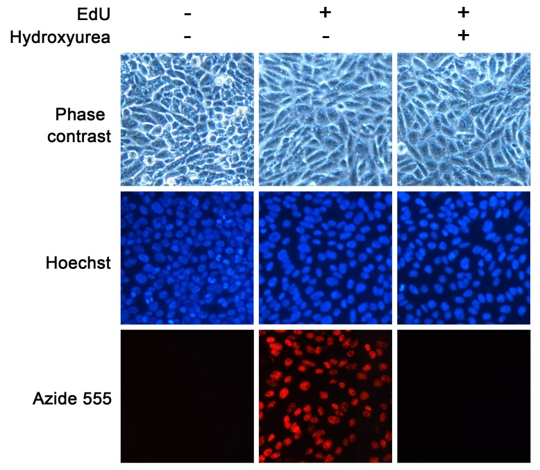 BeyoClick™ EdU-555细胞增殖检测试剂盒