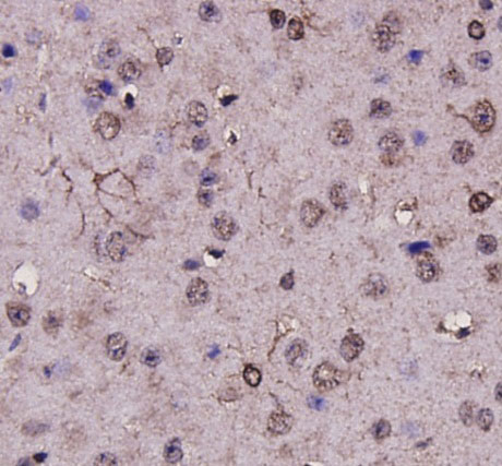 GFAP Mouse Monoclonal Antibody