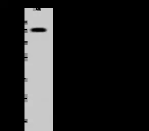MYH7 antibody