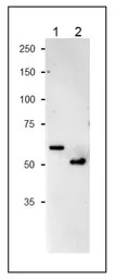 NiR antibody