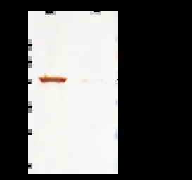 Cytokeratin 7 antibody