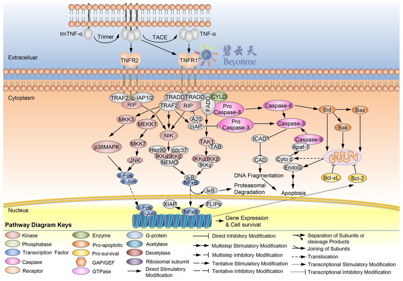 Rat TNF-α ELISA Kit