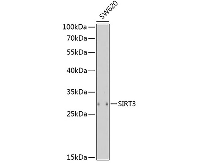 SIRT3 Rabbit Polyclonal Antibo