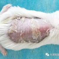 动物实验丨银屑病动物模型
