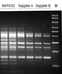 2×RAPA3G Multiplex PCR Mix