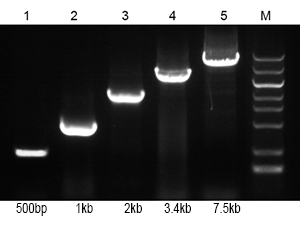 反转录试剂盒 反转录试剂盒