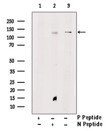 TIE2 (phospho Tyr897) antibody