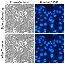 多用途防蒸发膜(12孔板或载玻片用)
