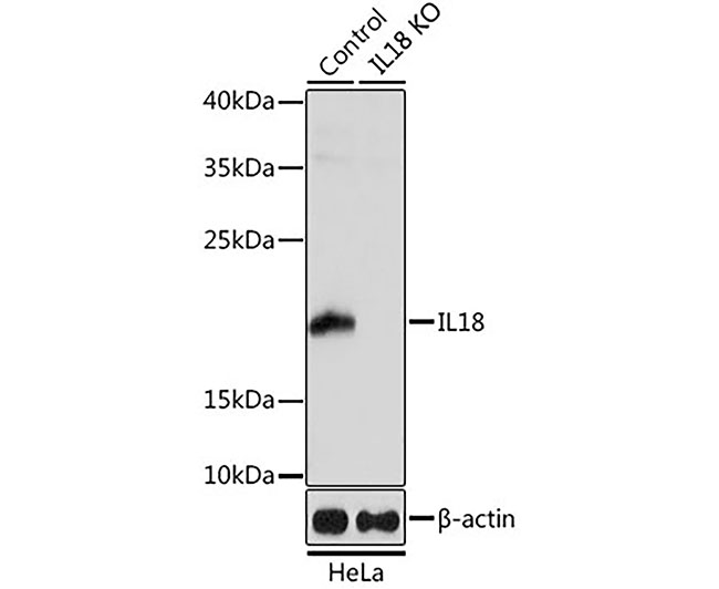 IL18 Rabbit Polyclonal Antibod