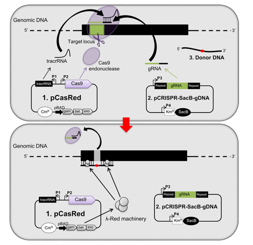 毕赤酵母基因组编辑