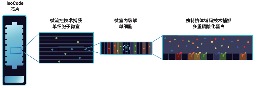 IsoCode 微流控单细胞蛋白质组芯片-IsoPlexis
