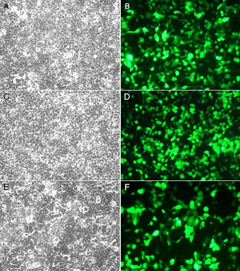 Lipo8000™转染试剂