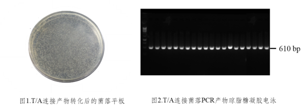 传统/TA 克隆：T4 Quick Ligation Mix