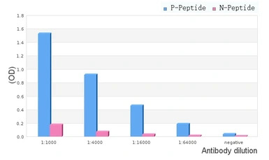 TIE2 (phospho Tyr992) antibody