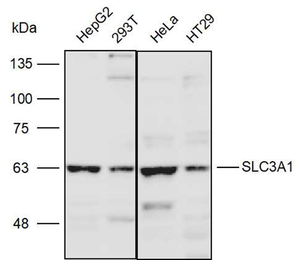 Anti-SLC3A1 Polyclonal Antibod