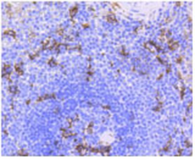 CD11c Rabbit Monoclonal Antibo