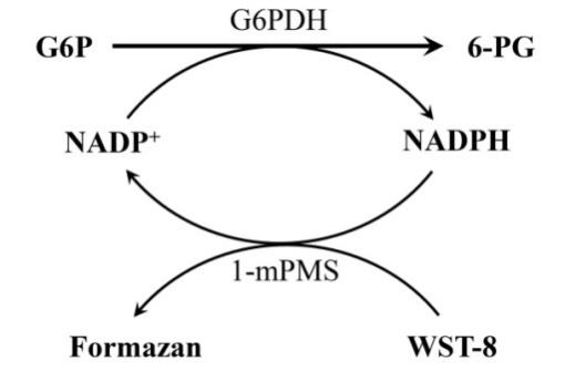 NADP+/NADPH检测试剂盒(WST-8法)