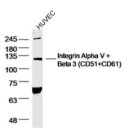 Integrin alpha V + beta 3 anti