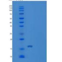 大鼠白介素17F(IL17F)重组蛋白His tag