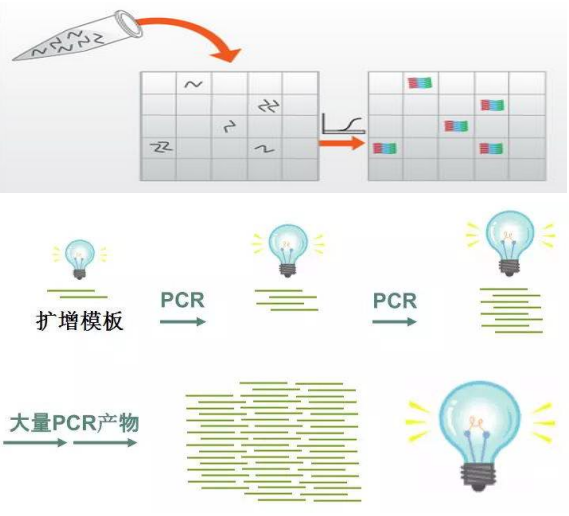 人疱疹病毒8型PCR试剂盒