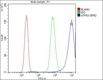 ATP5G1,2,3/ATP5MC1,2,3 Antibod