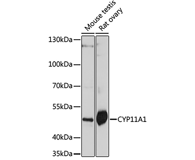 CYP11A1 Rabbit Polyclonal Anti