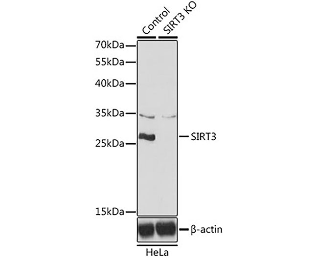 SIRT3 Rabbit Polyclonal Antibo