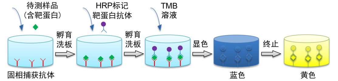 Mouse total IgG ELISA Kit