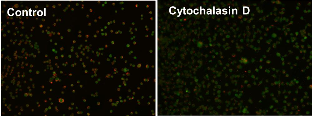 Cell Meter 荧光法吞噬检测试剂盒 红色荧光