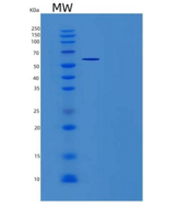 人血管非炎症分子1/瓦宁-1/VNN1重组蛋白C-6His