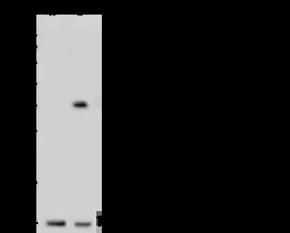 C1qBP antibody [04]