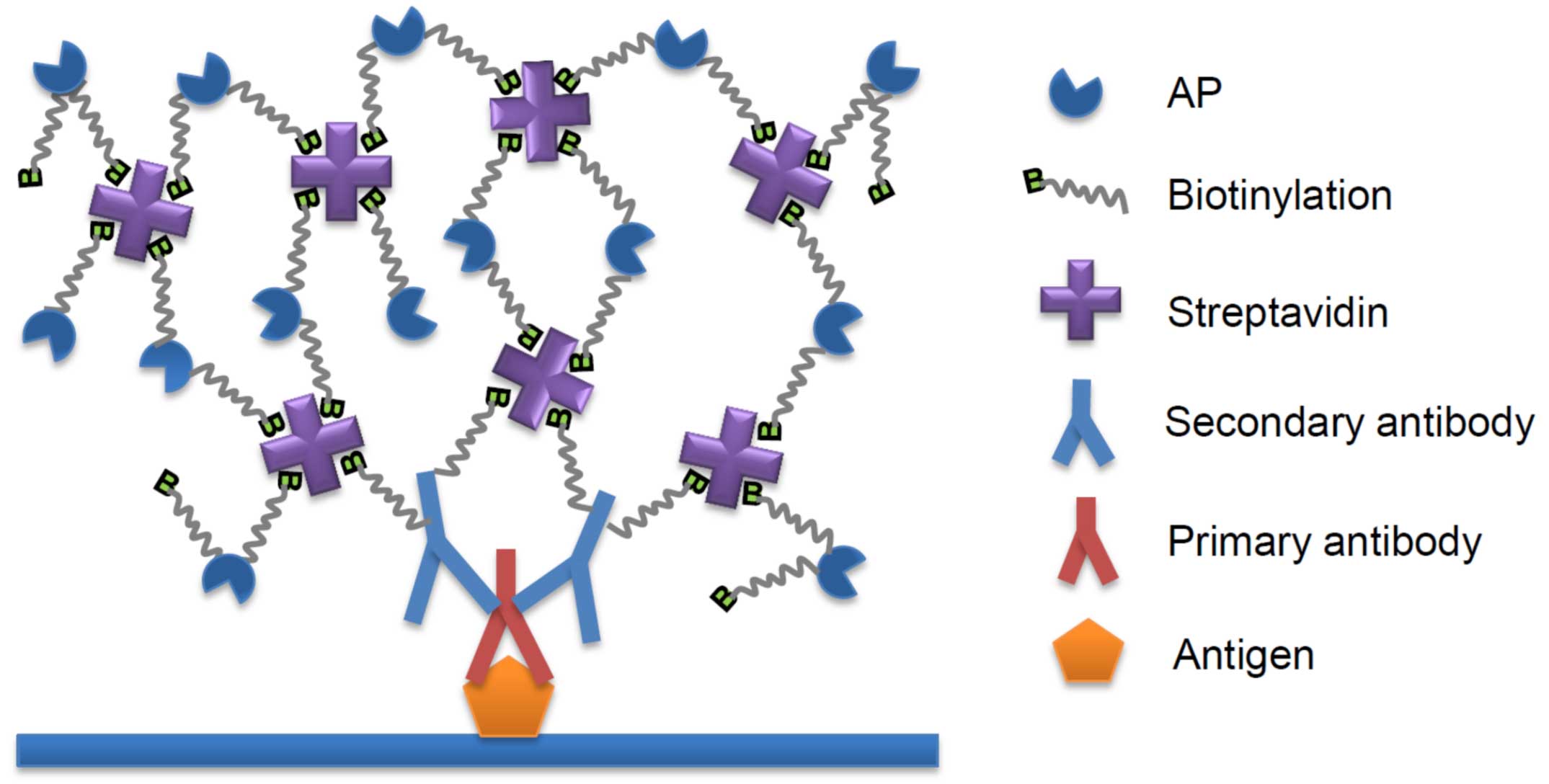 SABC-AP Kit with Anti-Mouse Ig