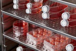 CellXpert C170/C170i CO2 培养箱