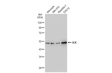 ILK antibody [SC68-04]