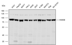 Anti-HS90B Polyclonal Antibody
