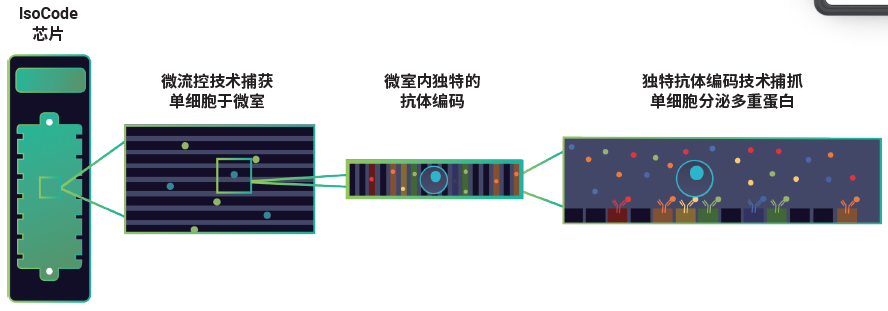 IsoCode 微流控单细胞蛋白质组芯片-IsoPlexis