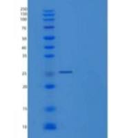 小鼠IgG2a-Fc重组蛋白