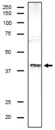 DSN1 antibody