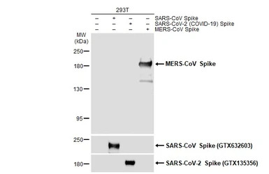MERS-CoV Spike (S1) antibody