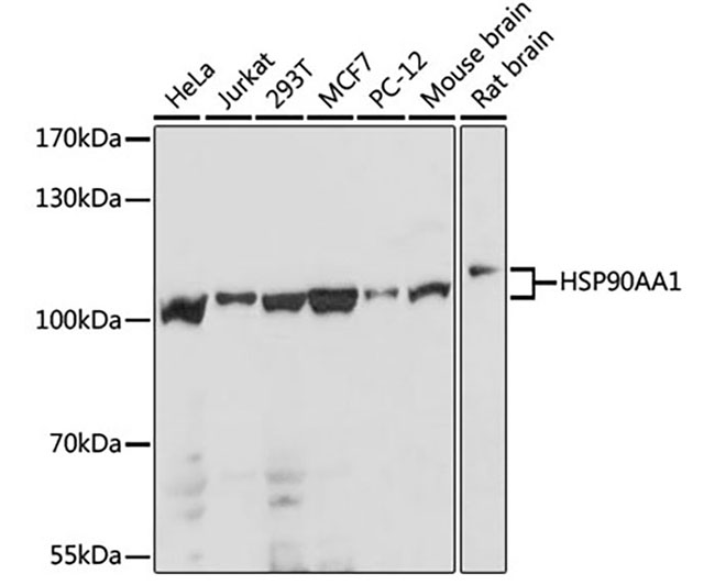 HSP90AA1 Rabbit Polyclonal Ant