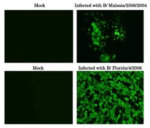 Influenza B virus Nucleoprotei