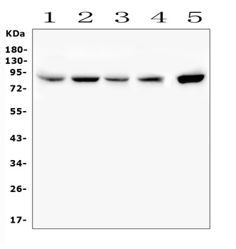 SMURF2 Antibody 抗体，orb570354，B