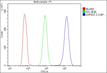 ATP5G1,2,3/ATP5MC1,2,3 Antibod