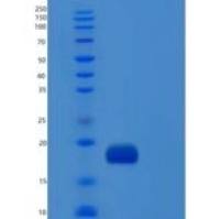 人IL1F10 / IL-38重组蛋白His tag