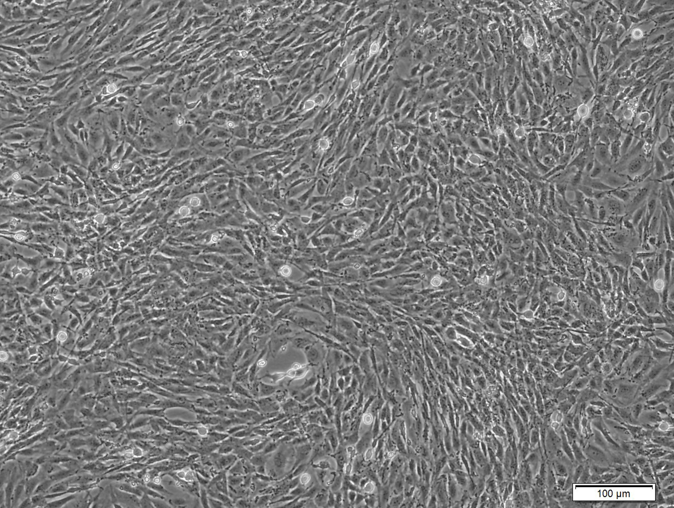 R-CTX-SV40-GFP (大鼠永生化星形胶质细胞)
