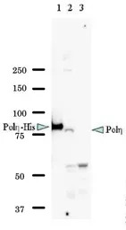 POLH antibody [5H10]