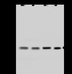 UBE2S antibody